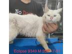 Adopt Eclipse 9349 a White Persian / Mixed cat in Brooklyn, NY (39008232)