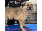 Adopt Marsh 9334 a Brown/Chocolate Terrier (Unknown Type