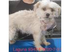 Adopt Laguna 9343 a Tan/Yellow/Fawn Poodle (Standard) / Mixed dog in Brooklyn