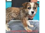 Adopt Leia 9337 a Brown/Chocolate Akita / Mixed Breed (Small) / Mixed dog in