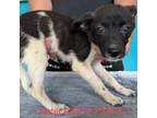 Adopt Jester 9332 a Black Border Collie / Mixed Breed (Small) / Mixed dog in