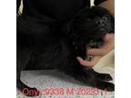 Adopt Onyx 9338 a Black Pomeranian / Mixed dog in Brooklyn, NY (39008225)