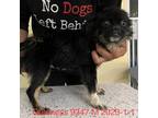 Adopt Guinness 9347 a Black Pomeranian / Mixed dog in Brooklyn, NY (39008224)