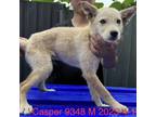 Adopt Casper 9348 a Tan/Yellow/Fawn Poodle (Standard) / Mixed Breed (Small) /