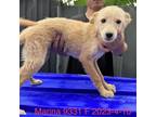 Adopt Marina 9331 a Tan/Yellow/Fawn Poodle (Standard) / Mixed Breed (Small) /