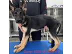 Adopt Dover 9339 a Black German Shepherd Dog / Mixed dog in Brooklyn