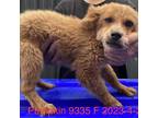 Adopt Pumpkin 9335 a Tan/Yellow/Fawn Poodle (Standard) / Mixed Breed (Small) /