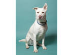 Adopt Sid 'Big Poppa' a White Mixed Breed (Large) / Mixed dog in Santa Paula