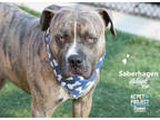 Adopt Saberhagen a Tan/Yellow/Fawn American Pit Bull Terrier / Mixed dog in