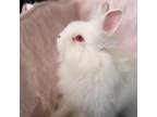Adopt Cotton a Angora, Satin / Mixed rabbit in Kanab, UT (39008069)