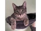 Adopt Sweetie Pie a Gray or Blue Domestic Shorthair / Mixed cat in Pleasanton