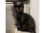 Adopt Abby Cadabby a Brown or Chocolate Domestic Shorthair / Mixed cat in