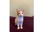 Adopt Sally KITTEN a Calico or Dilute Calico Domestic Shorthair / Mixed (short