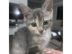 Adopt Rain a Gray or Blue Domestic Shorthair / Mixed cat in Los Angeles