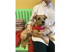 Adopt Carmen Electra a Terrier (Unknown Type, Small) / Mixed dog in Fulton