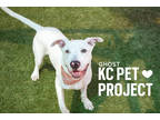 Adopt Ghost a White American Pit Bull Terrier / Mixed dog in Kansas City