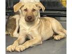 Adopt (bx) Payton a Mixed Breed (Medium) / Mixed dog in Fargo, ND (38986889)