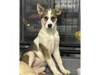 Adopt (bx) Jane a Mixed Breed (Medium) / Mixed dog in Fargo, ND (38986886)