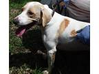 Adopt Steve a Labrador Retriever / Mixed dog in Birmingham, AL (39007491)