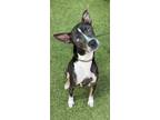 Adopt Scrappy a Greyhound / Boxer / Mixed dog in Canton, GA (39007644)