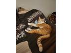 Adopt Paddy a Orange or Red (Mostly) Tabby / Mixed (short coat) cat in Pasadena