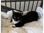 Adopt Auggie a All Black Domestic Shorthair / Mixed cat in Rockwall