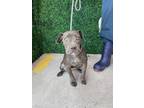 Adopt Patches a Gray/Blue/Silver/Salt & Pepper American Pit Bull Terrier / Mixed