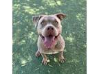 Adopt Bruno a Tan/Yellow/Fawn American Pit Bull Terrier / Mixed dog in El Paso