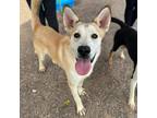Adopt Teddy a Tan/Yellow/Fawn Siberian Husky / Mixed dog in El Paso