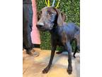 Adopt Bella a Black Border Terrier / Mixed dog in El Paso, TX (39007004)