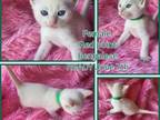 Red Point Bengalese Kitten