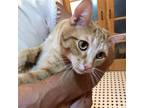Adopt Judd a Orange or Red (Mostly) Domestic Shorthair / Mixed (short coat) cat