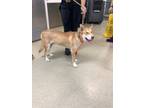 Adopt Bolillo a Red/Golden/Orange/Chestnut Husky / Mixed dog in Fort Worth