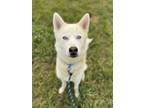 Adopt Aspen a White Husky / Mixed dog in Yakima, WA (39006674)