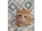 Adopt Jill a Orange or Red Domestic Shorthair / Mixed (short coat) cat in
