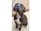Adopt F23 FC 1055 Valerie a Brindle American Pit Bull Terrier / Mixed dog in La