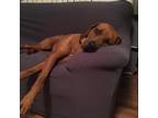Adopt Burt a Red/Golden/Orange/Chestnut Redbone Coonhound / Mixed dog in Tulsa