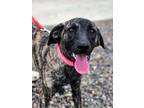 Adopt Nell a Brindle Hound (Unknown Type) / Mixed dog in Pequot Lakes