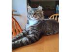 Adopt Ricki a Brown Tabby Domestic Longhair (long coat) cat in Virginia Beach