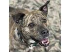 Adopt Ivy a Brindle American Pit Bull Terrier / Mixed dog in Wheaton