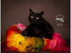 Adopt Bowser a All Black Domestic Shorthair / Mixed cat in Salt Lake City