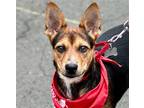 Adopt Barbados a Australian Cattle Dog / Terrier (Unknown Type