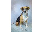 Adopt Molly a Beagle / Mixed dog in Hot Springs Village, AR (38920514)