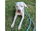 Adopt Oakley a Pit Bull Terrier / Mixed dog in Spring Hill, KS (39004560)