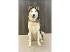 Adopt Bandit a Husky dog in Georgetown, OH (38943264)