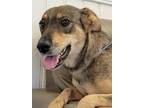 Adopt Rosie a Brown/Chocolate - with Tan Collie / Mixed dog in newfoundland