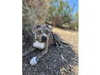 Adopt Stormy a Pit Bull Terrier / Mixed dog in Napa, CA (38918169)