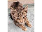 Adopt Melvin Smelvin a Domestic Shorthair / Mixed cat in Lexington