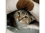Adopt Savannah a Domestic Shorthair / Mixed cat in Hamilton, GA (38919754)