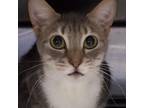 Adopt Salem a Domestic Shorthair / Mixed cat in Hamilton, GA (38930740)